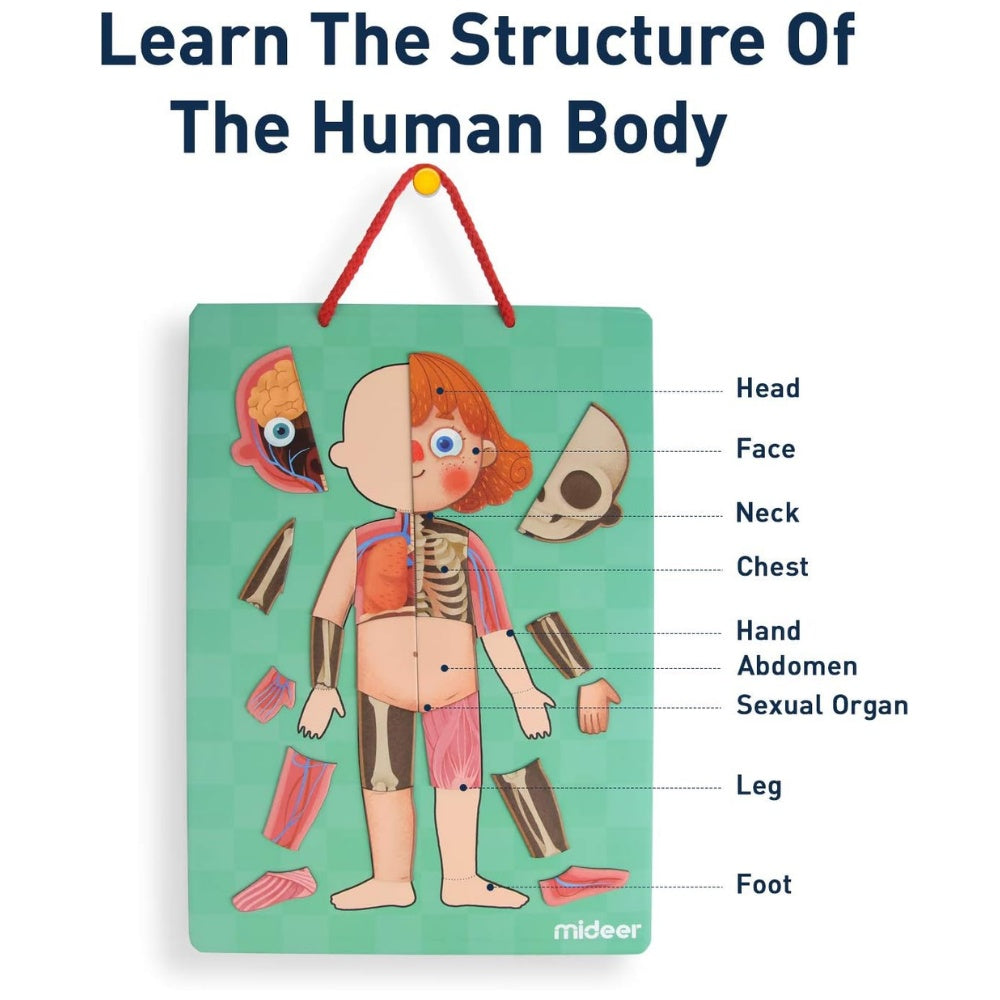 Magnetic Human Body Puzzle